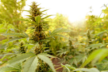 Marijuana plant with flower, cannabis bud in golden summer light