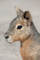 Patagonian mara (Dolichotis patagonum)