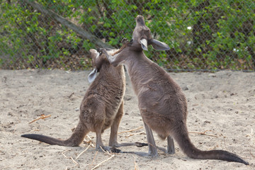 Western grey kangaroo (Macropus fuliginosus melanops) © Vladimir Wrangel