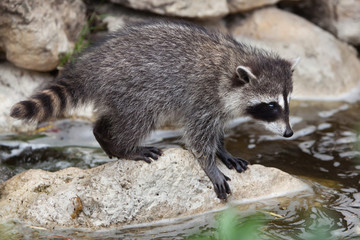 Raccoon (Procyon lotor)