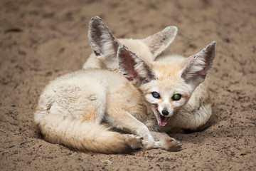 Fennec foxes (Vulpes zerda).
