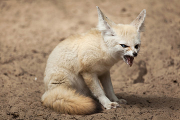 Fennec fox (Vulpes zerda).