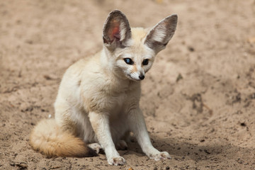 Fennec fox (Vulpes zerda).