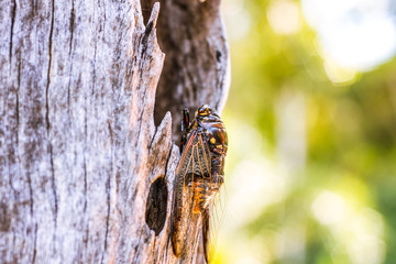 Cicada Bug. Cicada insect. Cicada stick on tree at the park of thailand Tremendous musical abilities of cicada. insect sings beautifully and prefers a warm climate
