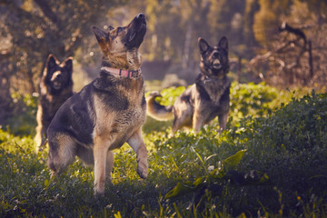 Three dogs and best friends