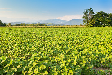 Fototapeta na wymiar Agricultural landscape. Field of soy.