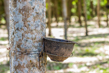 Natural rubber latex trapped extracted from rubber plantation Background, Rubber trees in Thailand.(green nature background)