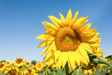 Fototapeta premium Sunflower in blossom. Sunflowers close up.