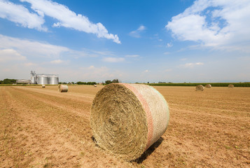 Hay bales in the field, on the background agricultural silos.