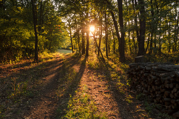 summer sun beams shining through trees in nature