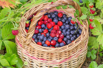 Fototapeta na wymiar Wild blueberries and strawberries in a basket outdoors closeup
