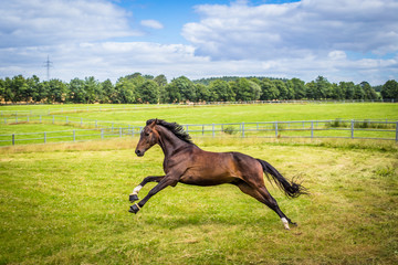 Hannoveraner Hengst