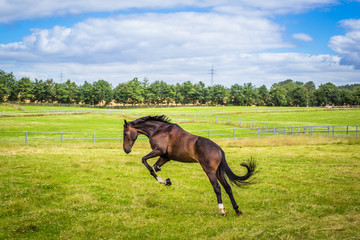 Hannoveraner Hengst