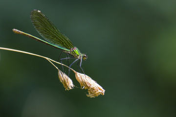 Libellule