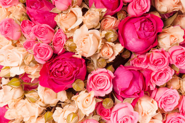 Abstract background of flowers Close-up