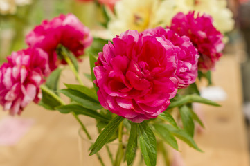 blooming bouquet of pink peony flowers
