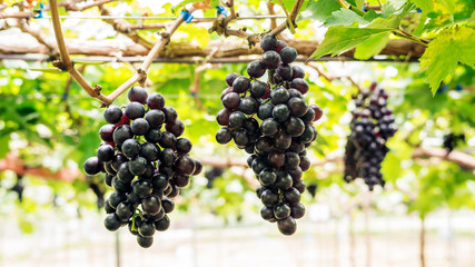 Bunches of ripe grapes in a vineyard.