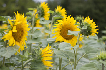 Sonnenblumen