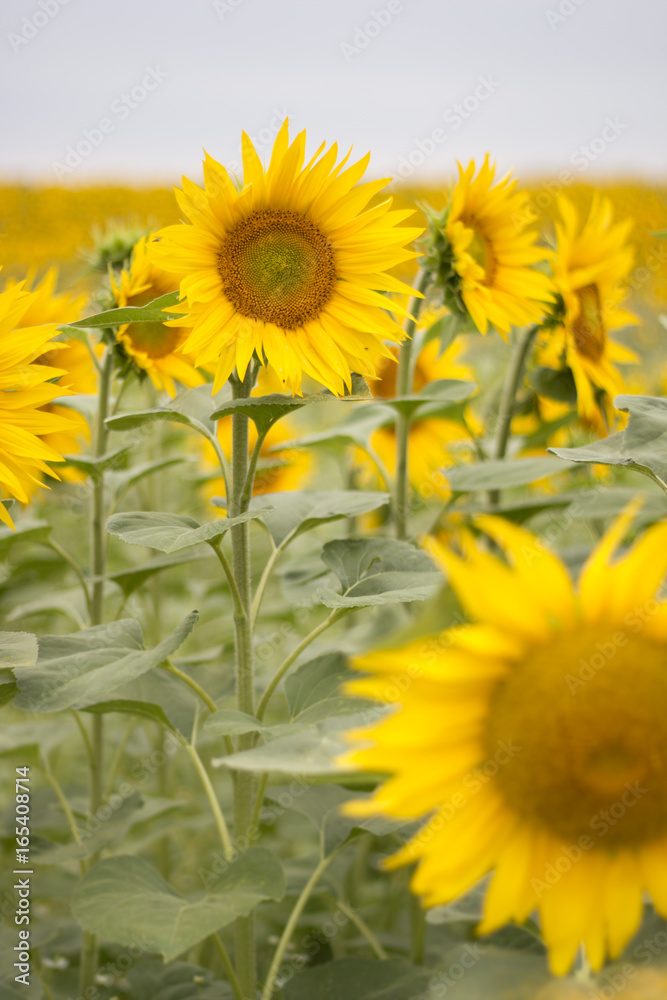 Wall mural sonnenblumen