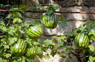 Harvest of watermelons in the summer garden. Big fresh watermelons hanging on the stems.Botanical experiment with vegetable on fruity garden. © milkovasa
