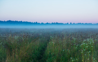 Field in the fog