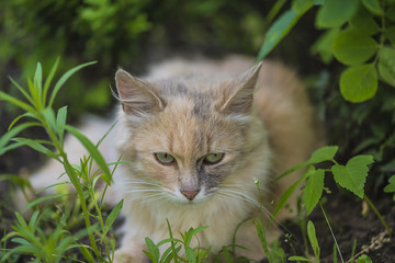 light ginger fluffy cat lying in greenery