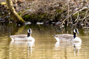 Obraz premium Canada Goose 1