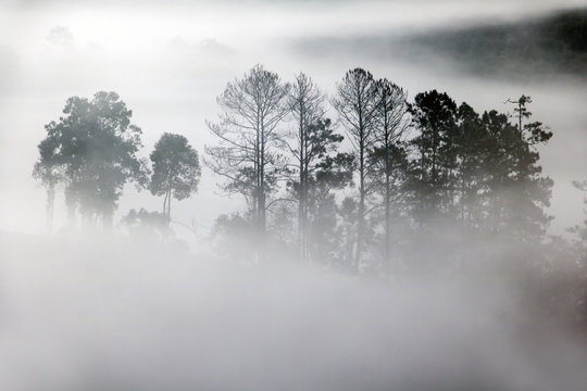 Fototapeta Outlines of trees in the fog creeping. Sillhouette of trees in fog in forest.