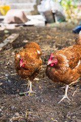due galline che camminano insieme