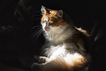 Obraz premium Red cat with white spots in the sun on a dark background