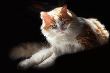 Red cat with white spots in the sun on a dark background