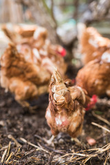 piume di coda di gallina in primo piano