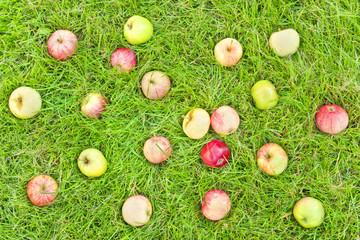 small apples lying on green grass
