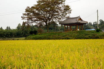 가을 들녁의 느티나무