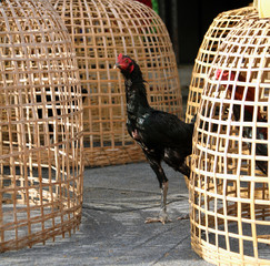 Black rooster stand beside Thai chicken coop. It is fighting cock, a rooster bred and trained for cockfighting. Also called game fowl. © Achisatha