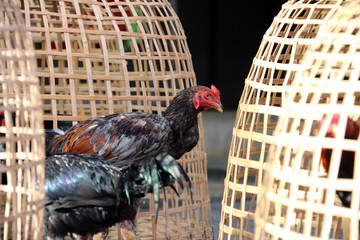 Black rooster stand beside Thai chicken coop. It is fighting cock, a rooster bred and trained for cockfighting. Also called game fowl. © Achisatha