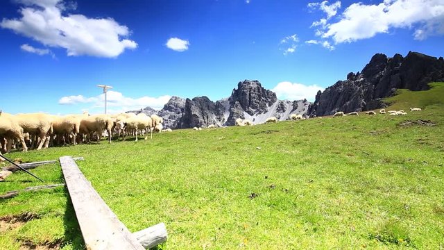 Schafe auf Almwiese mit Blick auf Berggipfel