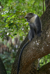 Blue Monkey - Cercopithecus mitis, Kenya, Africa