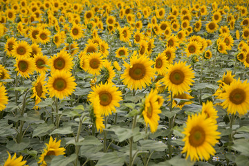 Obraz premium Sonnenblumen