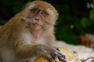 Makake mit Kokusnuss