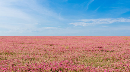Obraz na płótnie Canvas Boundless steppe overgrown with pink flowers