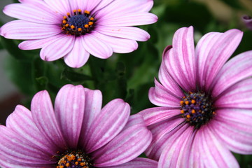 Obraz premium Flowers