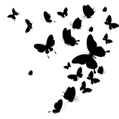 black butterfly, isolated on a white