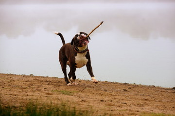 stick attack, running boxer dog on the beach with a stick in it´s mouth