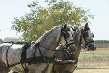 Indoor horse-hitch competition held in the village of trebujena, located in the province of Cadiz, southern Spain,,Photo taken on July 22, 2017