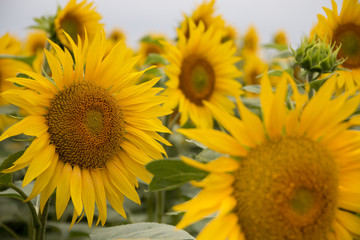 Obraz premium Sonnenblumen