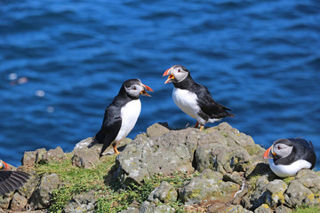 Papageientaucher auf Lunga, Schottland 23