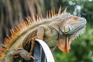 Iguana in Costa Rica