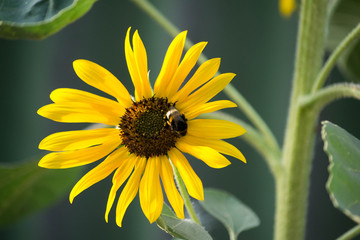 подсолнух и шмель