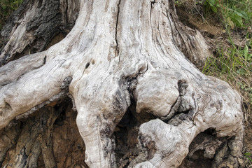 Baumwurzel, tree root 17079.jpg